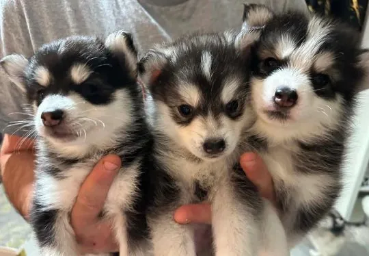 POMSKY, szczeniak na sprzedaż, kontakt przez Whatsapp +48736614543, , Porajów