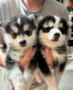 POMSKY, szczeniak na sprzedaż, kontakt przez Whatsapp +48736614543, , Porajów
