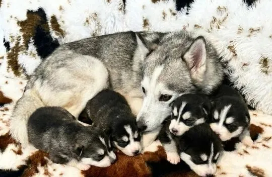 POMSKY, szczeniak na sprzedaż, kontakt przez Whatsapp +48736614543, , Porajów