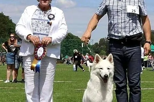 Biały owczarek szwajcarski, Śląskie, Żywiec