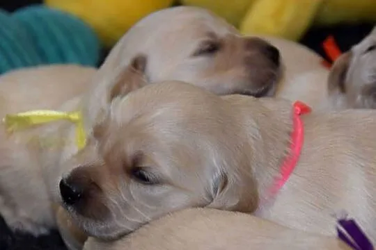 Golden Retriever szczenięta ZKWP FCI, Mazowieckie, Łochów