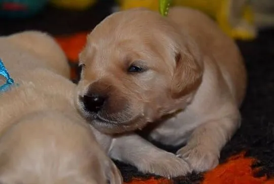 Golden Retriever szczenięta ZKWP FCI, Mazowieckie, Łochów