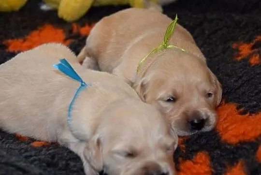 Golden Retriever szczenięta ZKWP FCI, Mazowieckie, Łochów