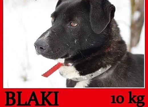 10 kg, sympatyczny,towarzyski,kontaktowy rodzinny