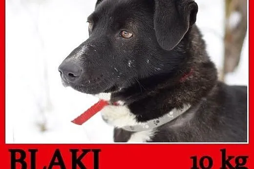 10 kg, sympatyczny,towarzyski,kontaktowy rodzinny 