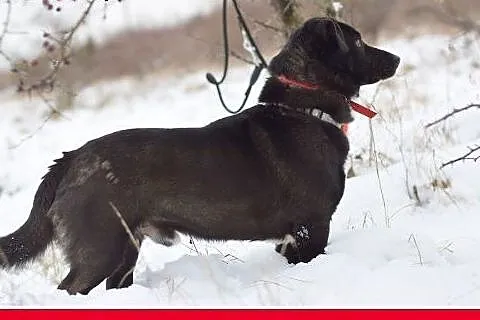 10 kg, sympatyczny,towarzyski,kontaktowy rodzinny 