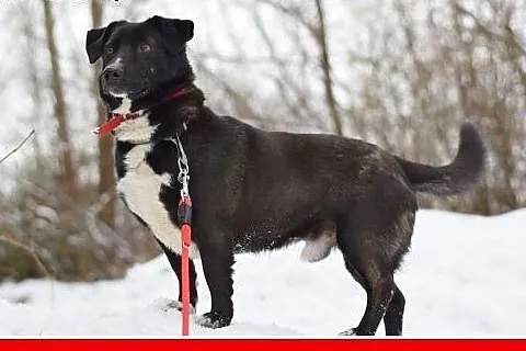 10 kg, sympatyczny,towarzyski,kontaktowy rodzinny 