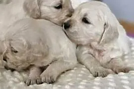 Golden Retriever FCI suczka zkwp