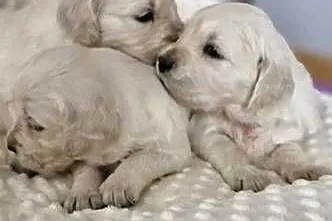 Golden Retriever FCI suczka zkwp