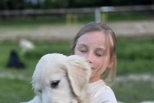 Golden Retriever FCI suczka zkwp, Małopolskie, Olkusz