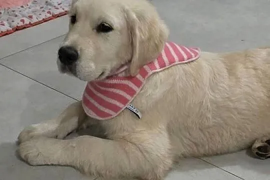 Golden Retriever FCI suczka zkwp, Małopolskie, Olkusz