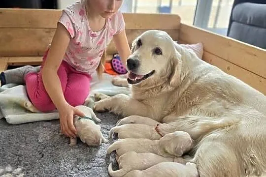 Golden Retriever FCI suczka zkwp, Małopolskie, Olkusz