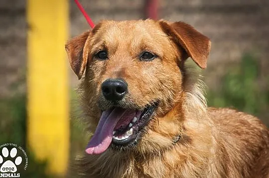 OTOZ Animals - Haps - energiczny rudzielec z wielkimi zapasami energii, Pomorskie, Tczew