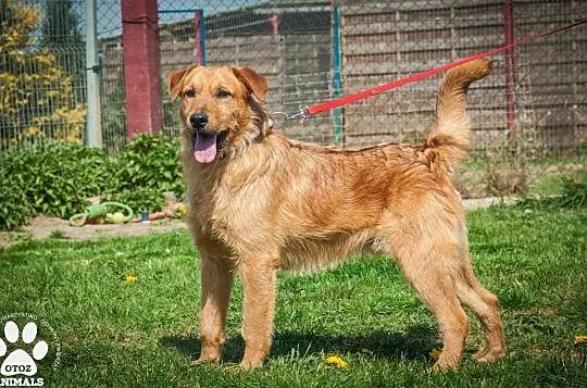 OTOZ Animals - Haps - energiczny rudzielec z wielkimi zapasami energii, Pomorskie, Tczew