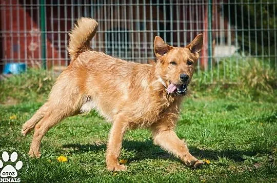 OTOZ Animals - Haps - energiczny rudzielec z wielkimi zapasami energii, Pomorskie, Tczew