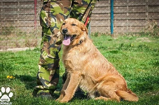 OTOZ Animals - Haps - energiczny rudzielec z wielkimi zapasami energii, Pomorskie, Tczew