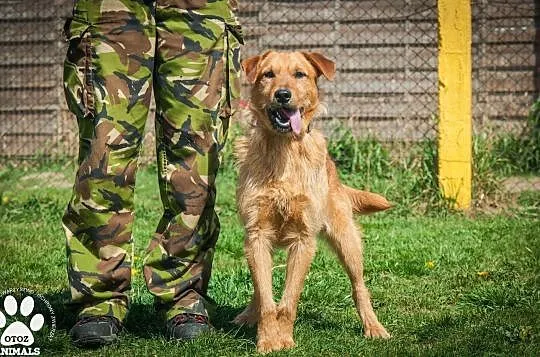 OTOZ Animals - Haps - energiczny rudzielec z wielkimi zapasami energii, Pomorskie, Tczew