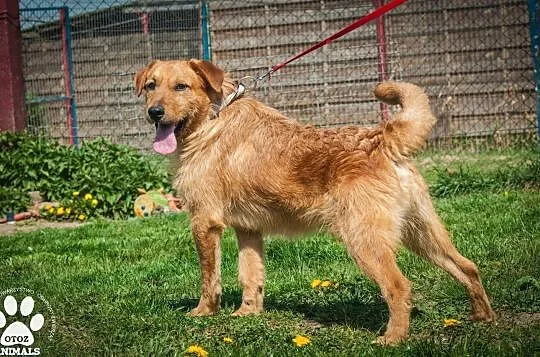 OTOZ Animals - Haps - energiczny rudzielec z wielkimi zapasami energii, Pomorskie, Tczew
