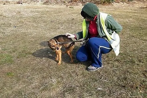 Mała suczka o złotym sercu szuka nowego domu,  łód