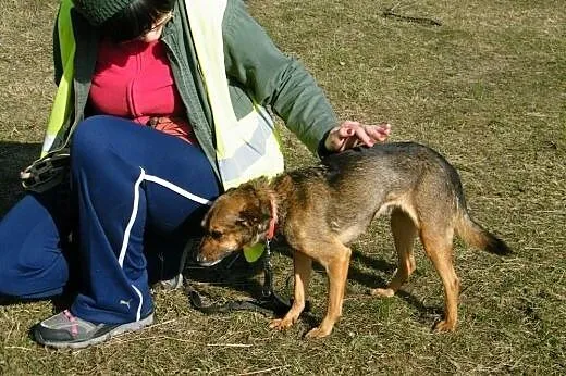 Mała suczka o złotym sercu szuka nowego domu,  łód