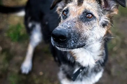 LEO - młody, radosny psiak czeka na swojego Człowi