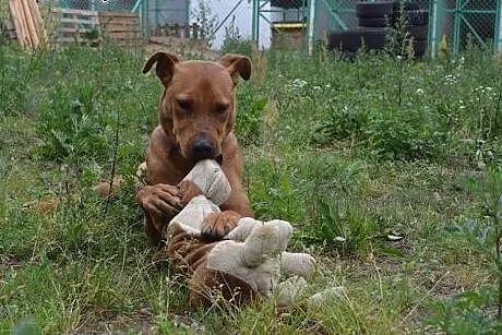 Przepiekny Rudi szuka domu!!!,  pomorskie Gdańsk