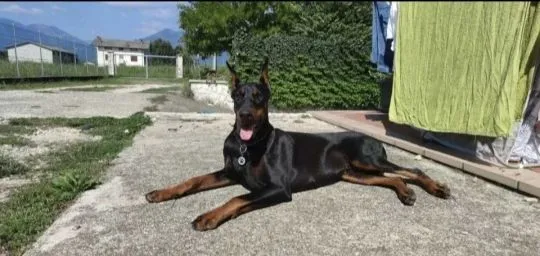 Doberman šteniatka  FCI s PP Ponúkame na predaj Doberman šteniatka špičkovej kvality - čierne s pále, , Banská Bystrica