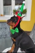 Doberman šteniatka  FCI s PP Ponúkame na predaj Doberman šteniatka špičkovej kvality - čierne s pále