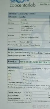 Doberman šteniatka  FCI s PP Ponúkame na predaj Doberman šteniatka špičkovej kvality - čierne s pále, , Banská Bystrica