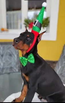 Doberman šteniatka  FCI s PP Ponúkame na predaj Doberman šteniatka špičkovej kvality - čierne s pále