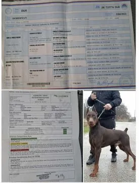 Doberman šteniatka  FCI s PP Ponúkame na predaj Doberman šteniatka špičkovej kvality - čierne s pále, , Banská Bystrica