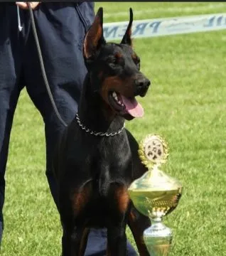 Doberman šteniatka  FCI s PP Ponúkame na predaj Doberman šteniatka špičkovej kvality - čierne s pále, , Banská Bystrica