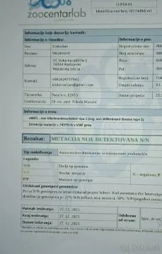 Doberman šteniatka  FCI s PP Ponúkame na predaj Doberman šteniatka špičkovej kvality - čierne s pále, , Banská Bystrica
