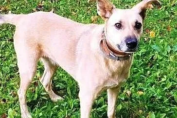 ZUZIA - kochana sunia, porzucona na działkach do adopcji,