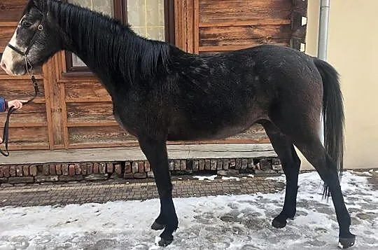3 letni przyszłościowy wałach - przyjął jeźdźca, , Hrubieszów