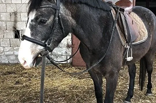 3 letni przyszłościowy wałach - przyjął jeźdźca, , Hrubieszów