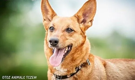 OTOZ Animals - Basia - mądra, kochana sunia - ruda