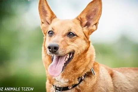 OTOZ Animals - Basia - mądra, kochana sunia - ruda