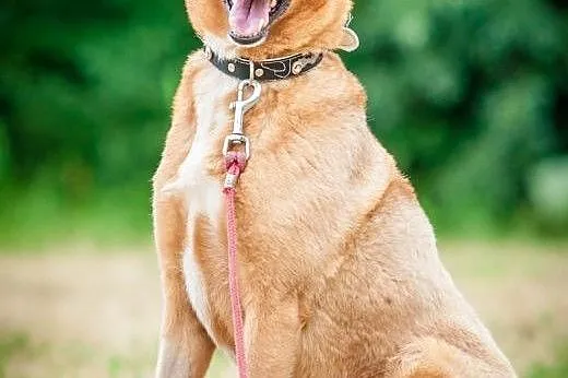 OTOZ Animals - Basia - mądra, kochana sunia - ruda