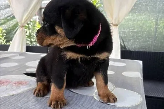 Szczenię Rottweiler, Dolnośląskie, Zgorzelec