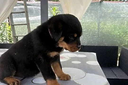 Szczenię Rottweiler, Dolnośląskie, Zgorzelec