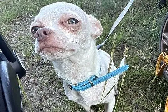 chihuahua XS zamienię
