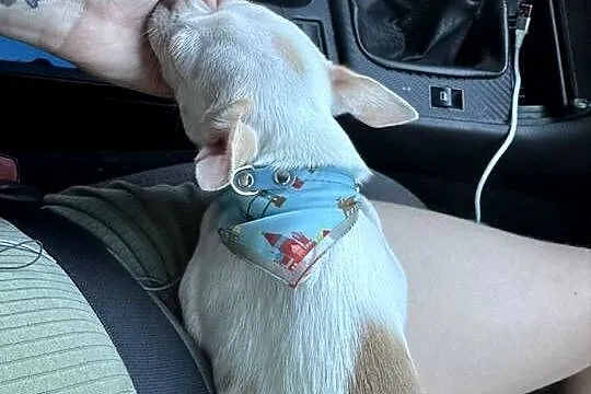 chihuahua XS zamienię, Łódzkie, Łódź