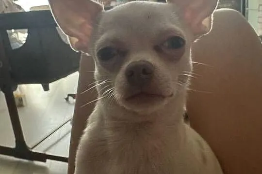 chihuahua XS zamienię, Łódzkie, Łódź
