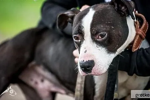 Jero idealnym psem dla miłośnika rasy bull terrier,  świętokrzyskie Kielce