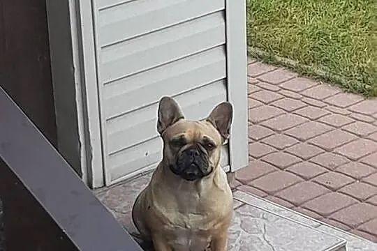 Buldog francuski suczka