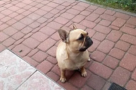 Buldog francuski suczka, Podlaskie, Augustów