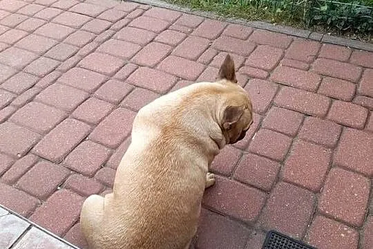 Buldog francuski suczka, Podlaskie, Augustów