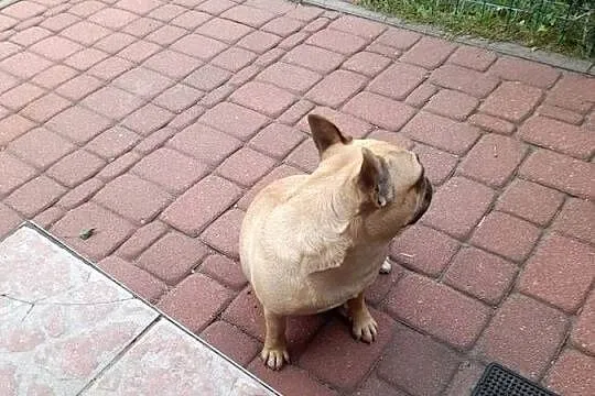 Buldog francuski suczka, Podlaskie, Augustów