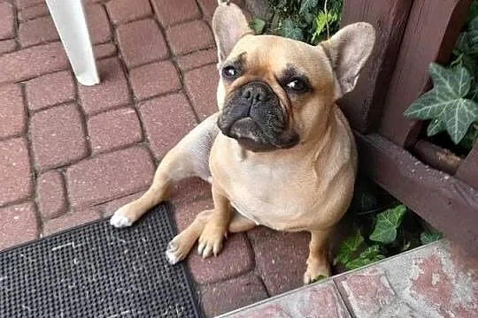 Buldog francuski suczka, Podlaskie, Augustów